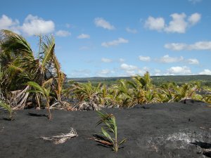 The lava field at Kaimū